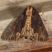 Dypterygia scabriuscula (Linnaeus, 1758) - Noctuelle hérissée