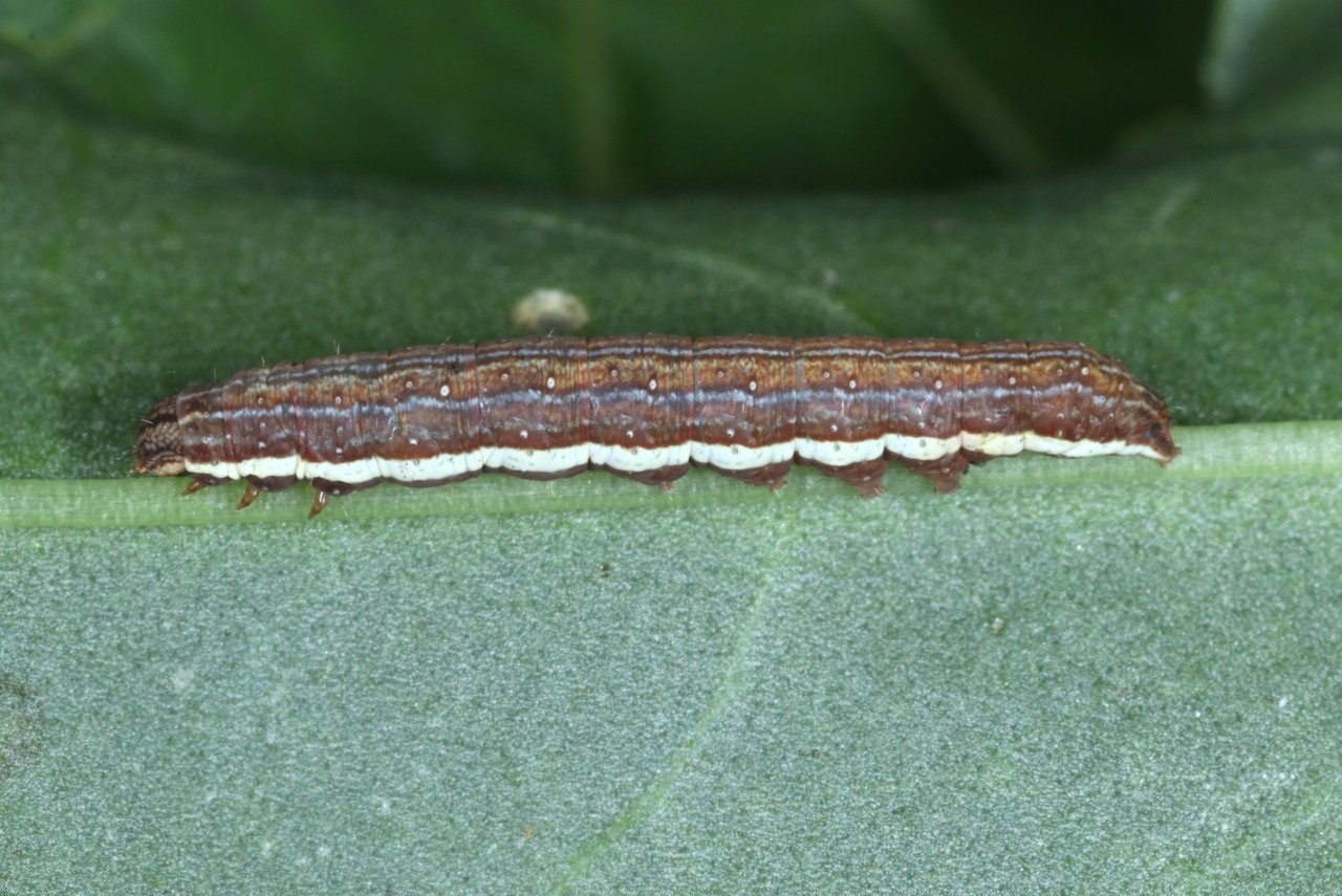 Dypterygia scabriuscula (Linnaeus, 1758) - Noctuelle hérissée (chenille)