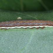 Dypterygia scabriuscula (Linnaeus, 1758) - Noctuelle hérissée (chenille)