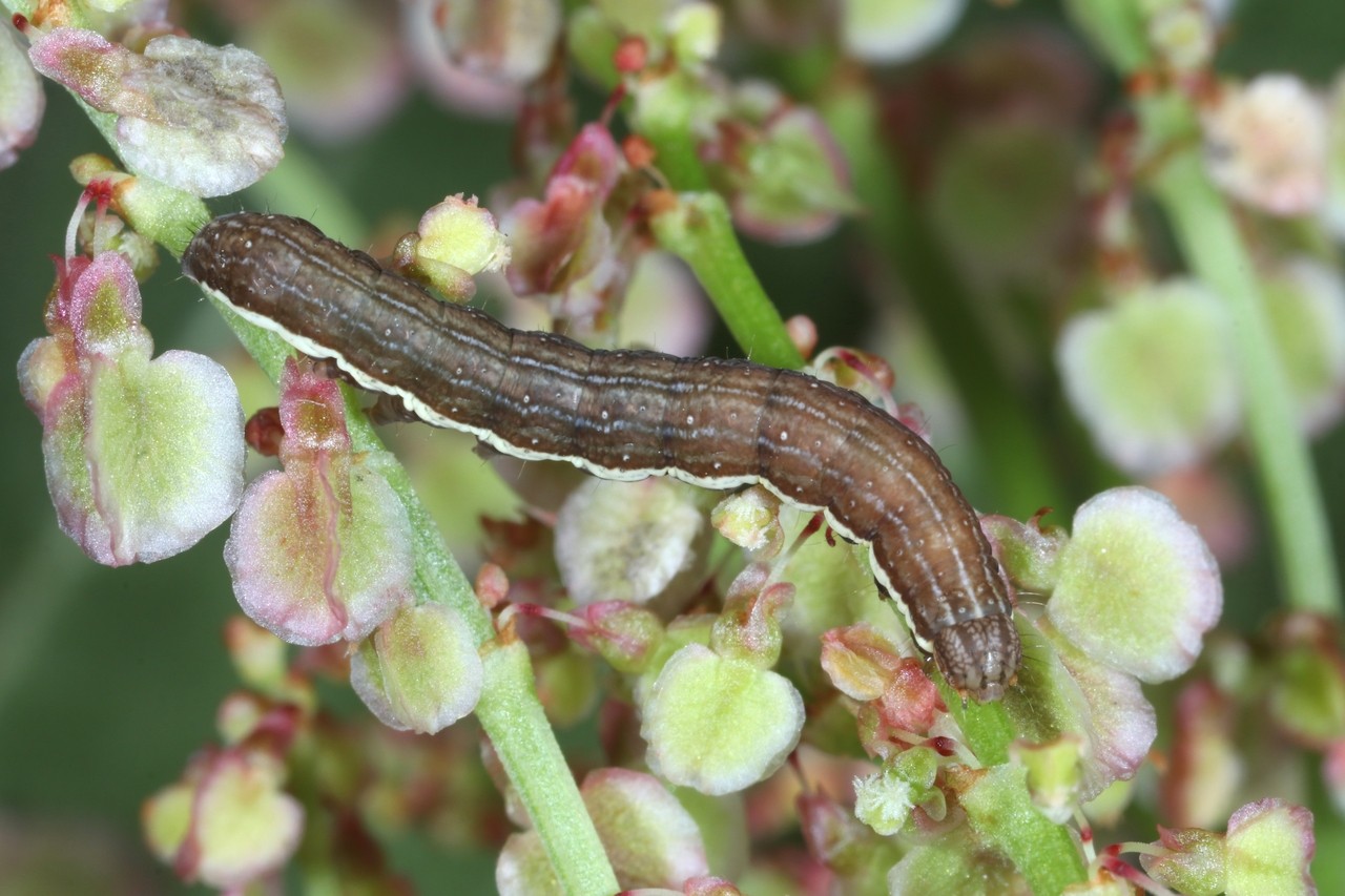 Dypterygia scabriuscula (Linnaeus, 1758) - Noctuelle hérissée (chenille)