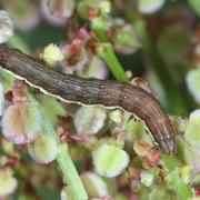 Dypterygia scabriuscula (Linnaeus, 1758) - Noctuelle hérissée (chenille)