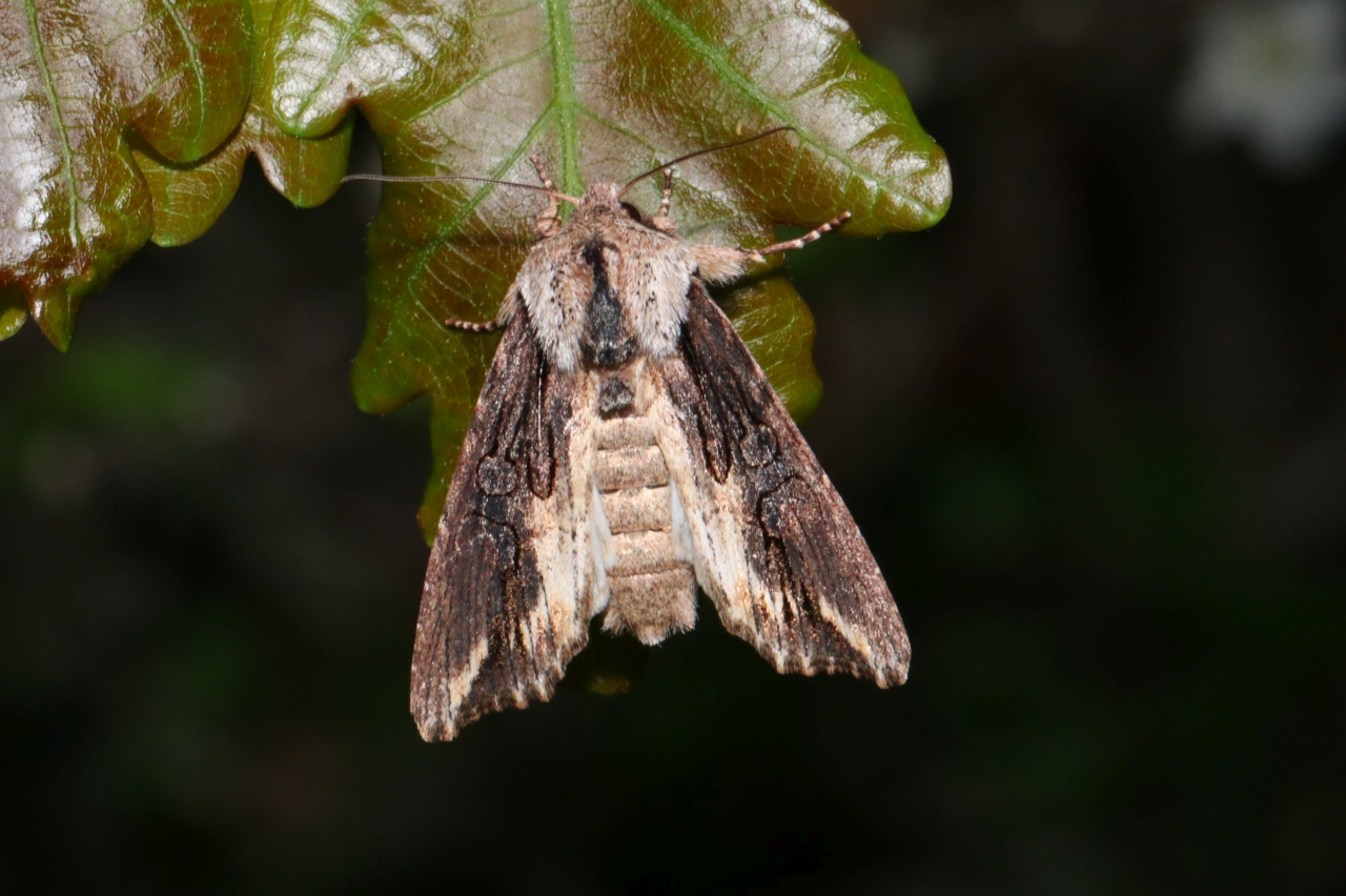 Egira conspicillaris (Linnaeus, 1758) - Conspicillaire