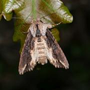 Egira conspicillaris (Linnaeus, 1758) - Conspicillaire