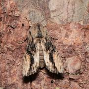 Egira conspicillaris (Linnaeus, 1758) - Conspicillaire 