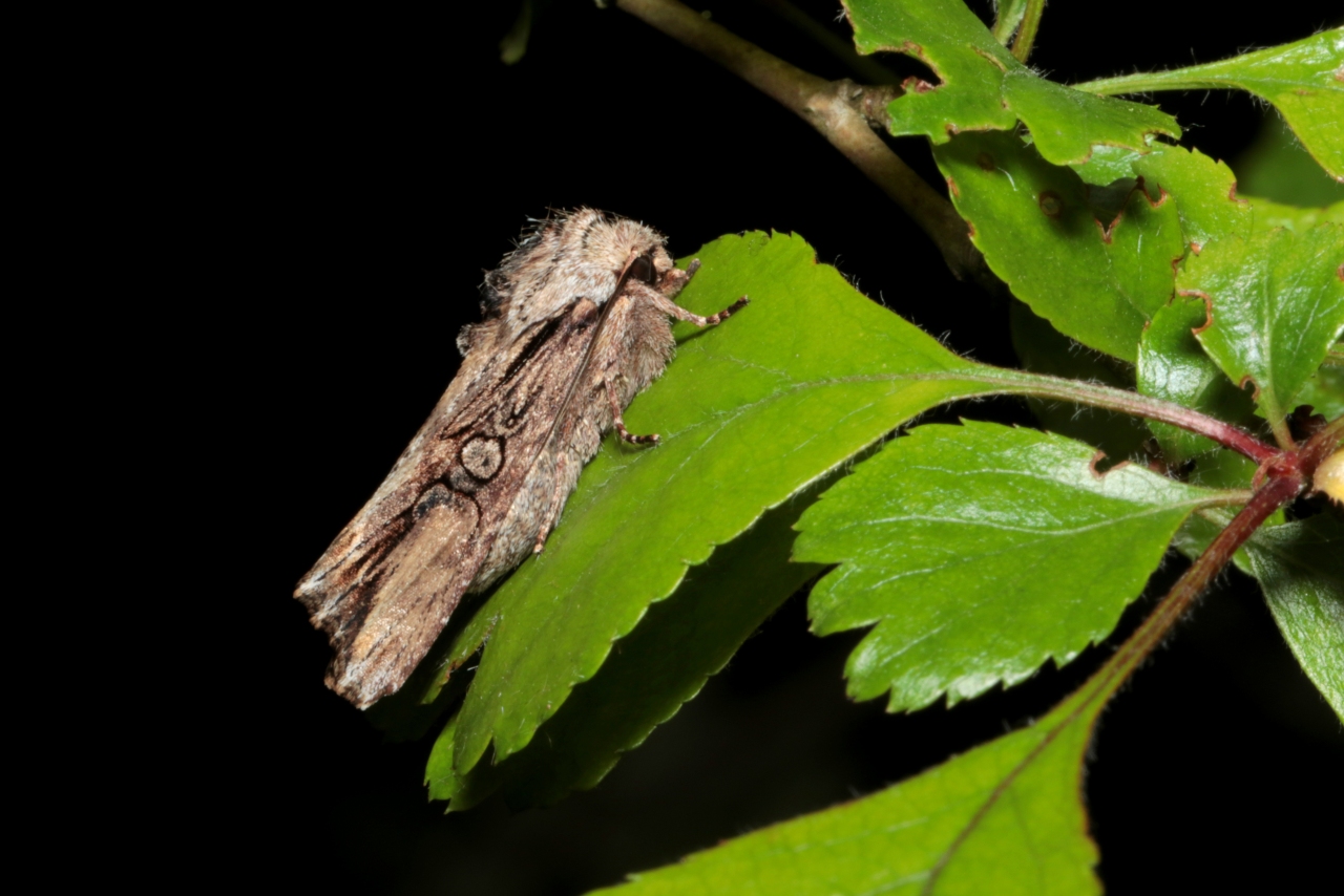 Egira conspicillaris (Linnaeus, 1758) - Conspicillaire 