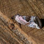 Elaphria venustula (Hübner, 1790) - Erastrie gracieuse, Noctuelle gracieuse
