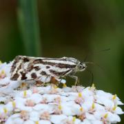 Emmelia trabealis (Scopoli, 1763) - Arlequinette jaune