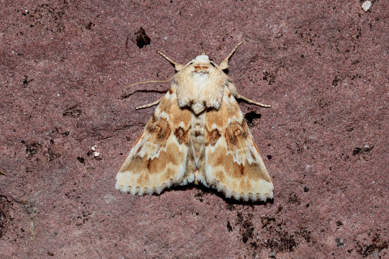 Eremobia ochroleuca (Denis & Schiffermüller, 1775) - Noctuelle jaunâtre