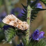 Eremobia ochroleuca (Denis & Schiffermüller, 1775) - Noctuelle jaunâtre