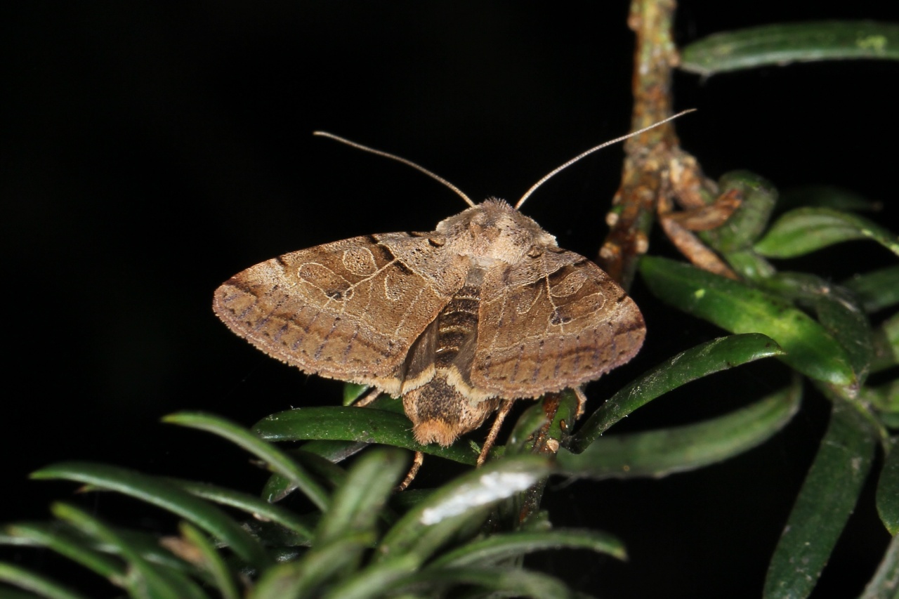 Eugnorisma depuncta (Linnaeus, 1760) - Noctuelle pointée, Noctuelle piquée