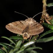 Eugnorisma depuncta (Linnaeus, 1760) - Noctuelle pointée, Noctuelle piquée