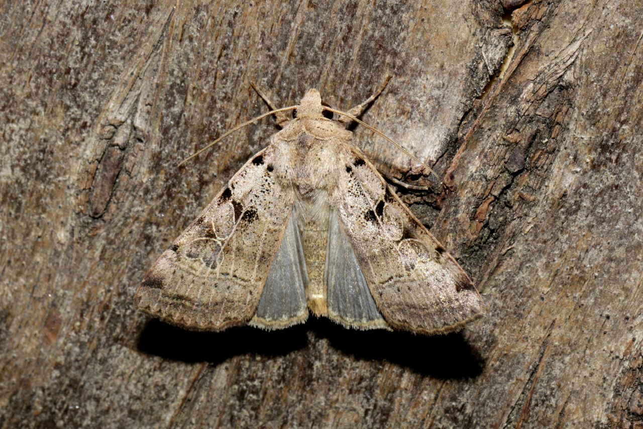 Eugnorisma depuncta (Linnaeus, 1760) - Noctuelle pointée, Noctuelle piquée