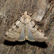 Eugnorisma depuncta (Linnaeus, 1760) - Noctuelle pointée, Noctuelle piquée