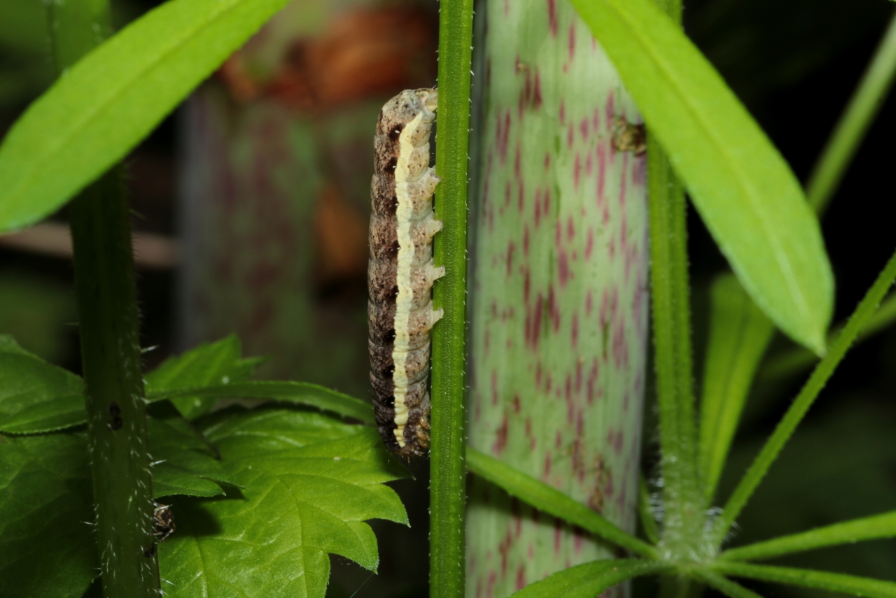 Eugnorisma depuncta (Linnaeus, 1760) - Noctuelle pointée, Noctuelle piquée (chenille)