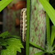 Eugnorisma depuncta (Linnaeus, 1760) - Noctuelle pointée, Noctuelle piquée (chenille)