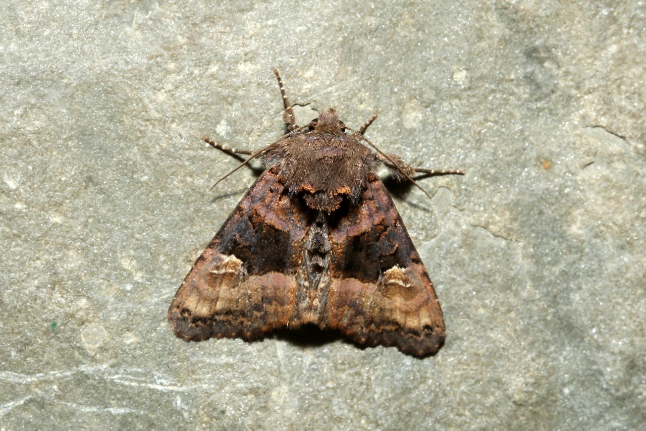 Euplexia lucipara (Linnaeus, 1758) - Luisante, Brillante