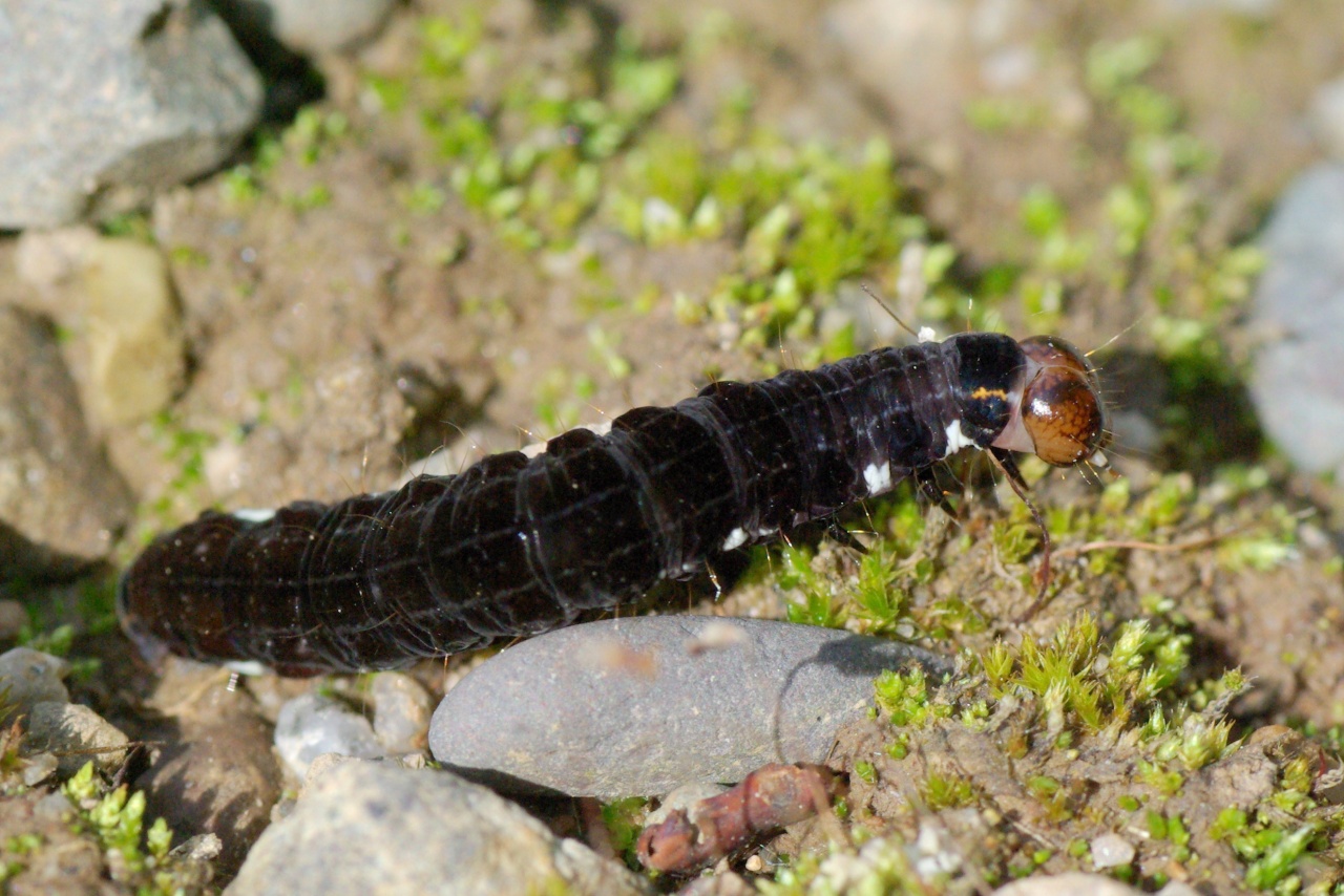 Eupsilia transversa (Hufnagel, 1766) - Satellite (chenille)