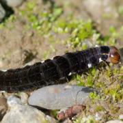 Eupsilia transversa (Hufnagel, 1766) - Satellite (chenille)