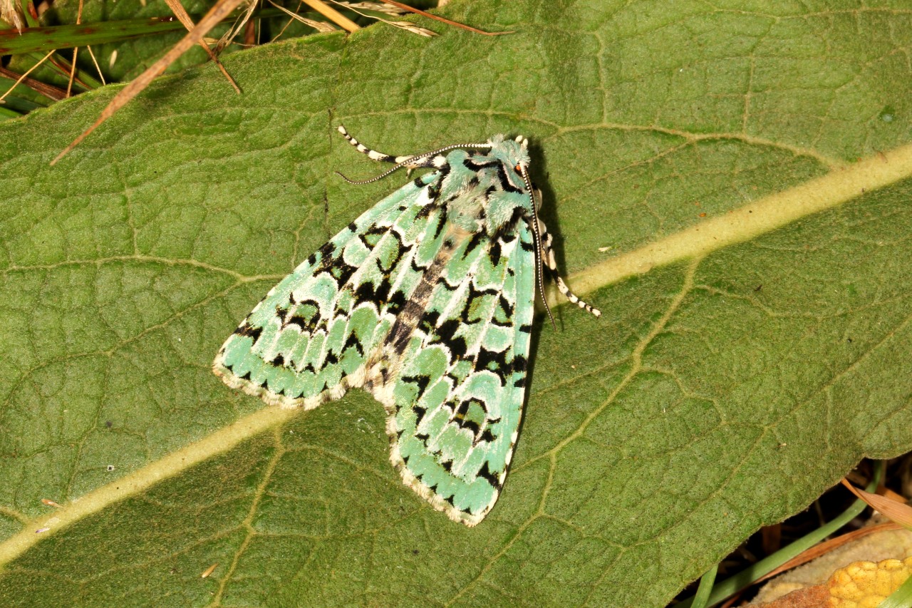 Griposia aprilina (Linnaeus, 1758) - Runique