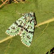 Griposia aprilina (Linnaeus, 1758) - Runique