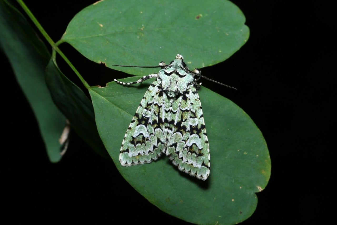 Griposia aprilina (Linnaeus, 1758) - Runique 