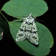 Griposia aprilina (Linnaeus, 1758) - Runique 