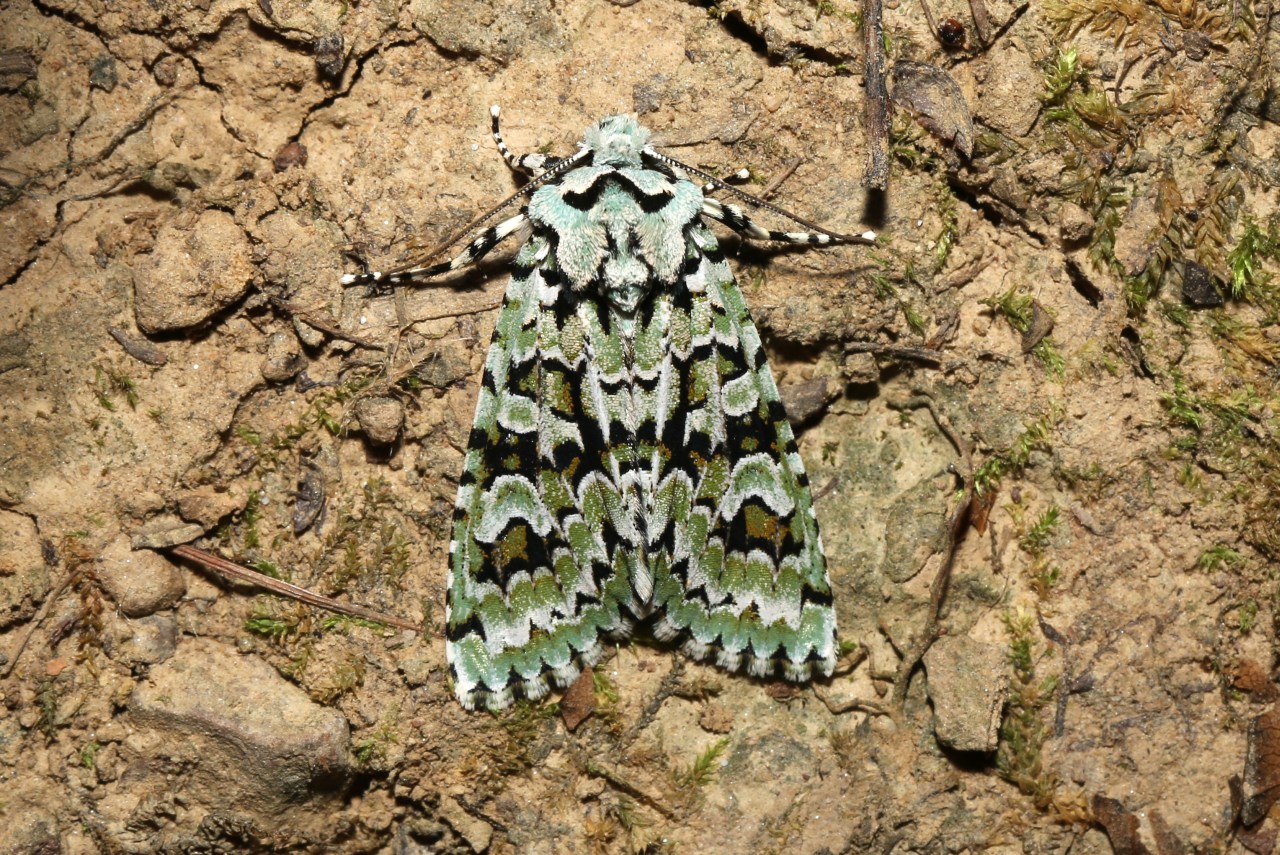 Griposia aprilina (Linnaeus, 1758) - Runique