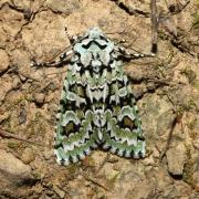 Griposia aprilina (Linnaeus, 1758) - Runique