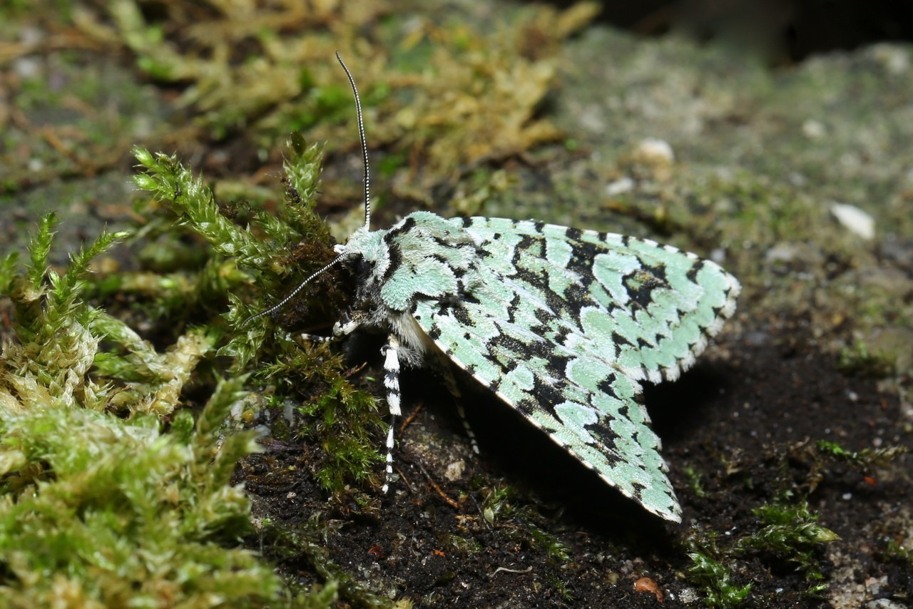 Griposia aprilina (Linnaeus, 1758) - Runique