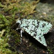 Griposia aprilina (Linnaeus, 1758) - Runique