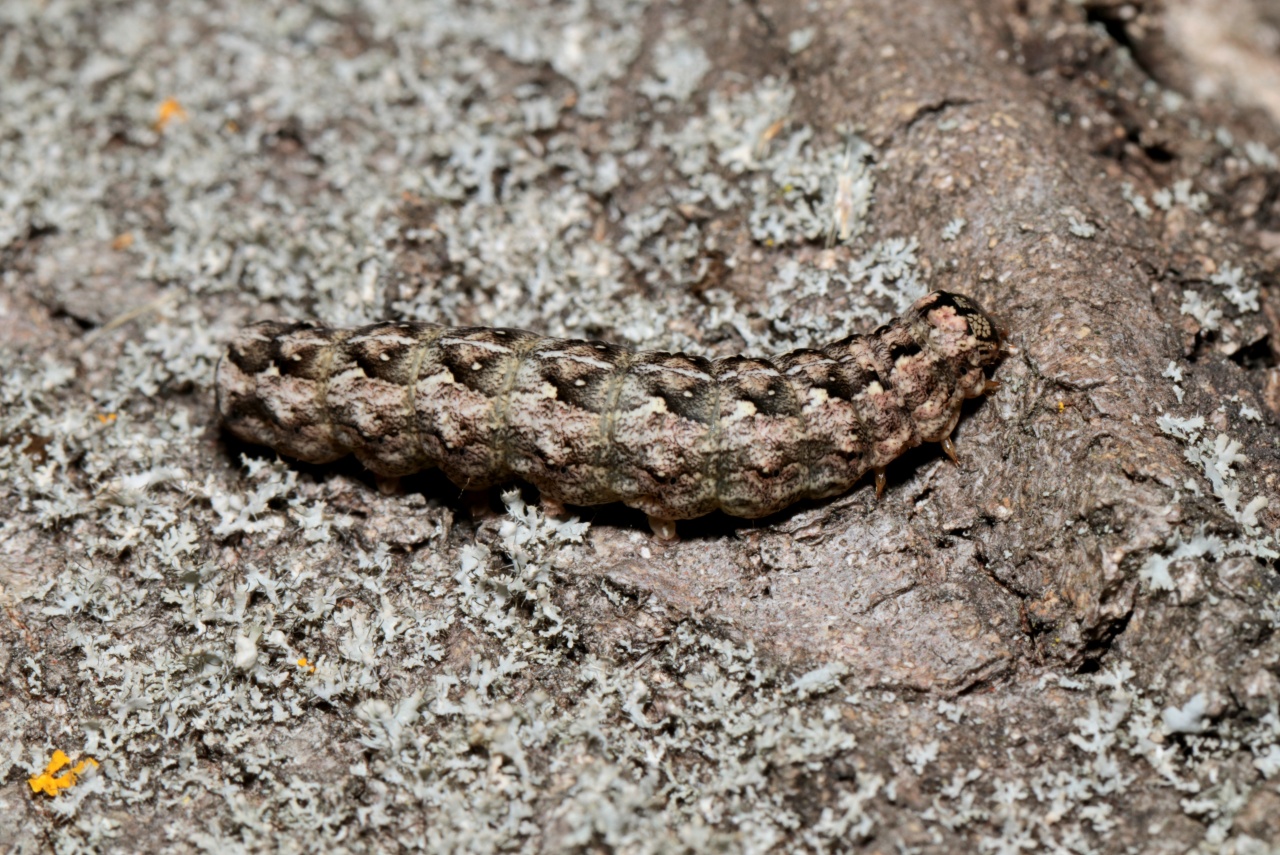 Griposia aprilina (Linnaeus, 1758) - Runique (chenille)