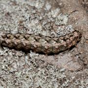 Griposia aprilina (Linnaeus, 1758) - Runique (chenille)