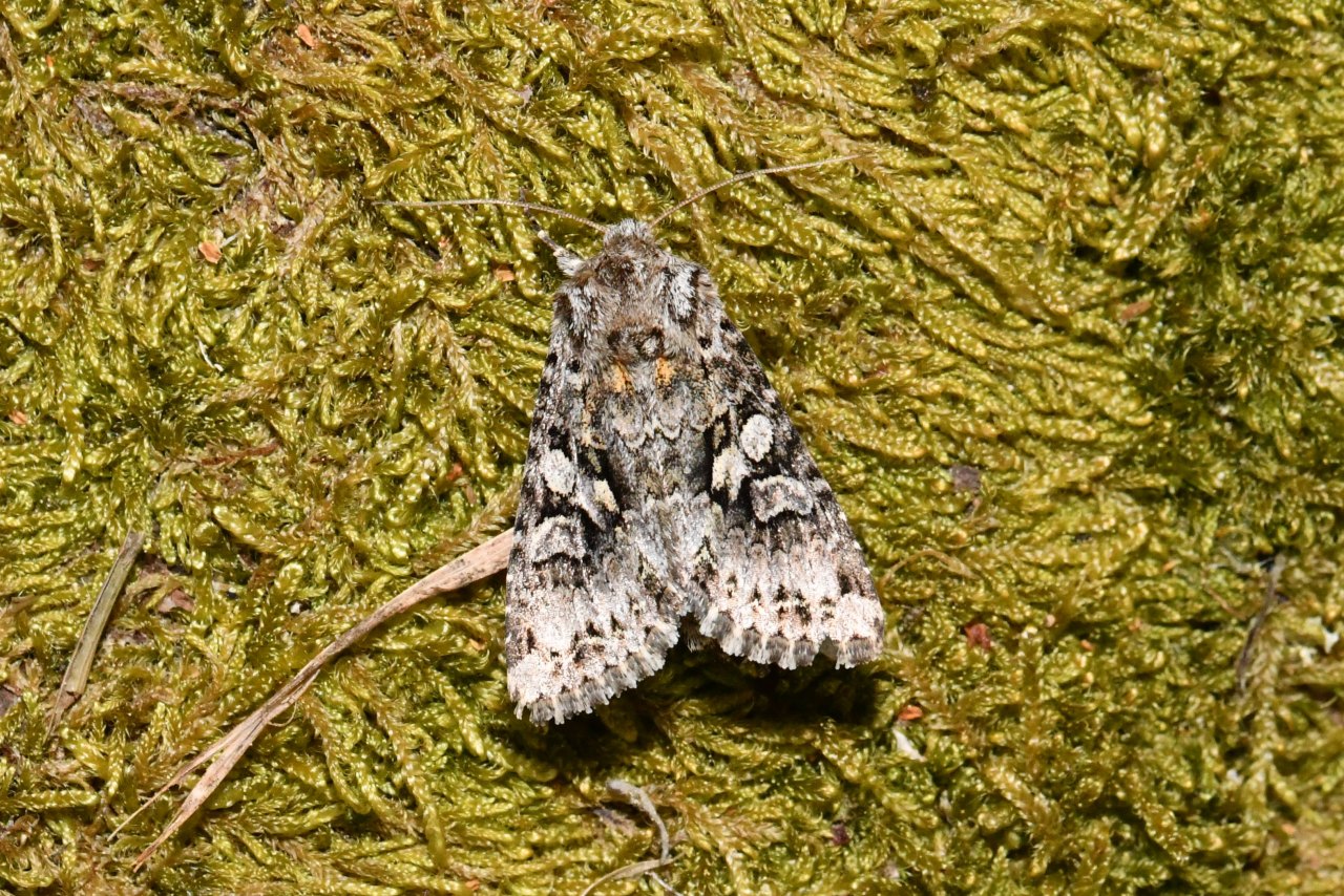 Hada plebeja (Linnaeus, 1760) - Noctuelle dentine