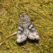 Hada plebeja (Linnaeus, 1760) - Noctuelle dentine