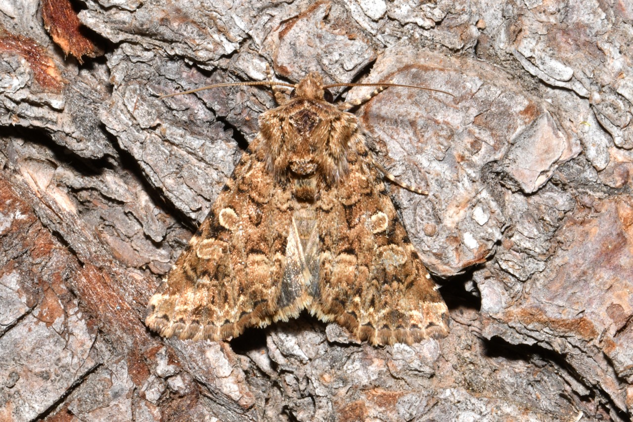 Hadena perplexa (Denis & Schiffermüller, 1775) - Noctuelle carpophage