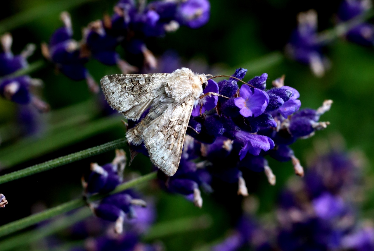 Hecatera bicolorata (Hufnagel, 1766) - Noctuelle sereine