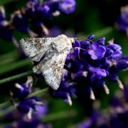 Hecatera bicolorata (Hufnagel, 1766) - Noctuelle sereine