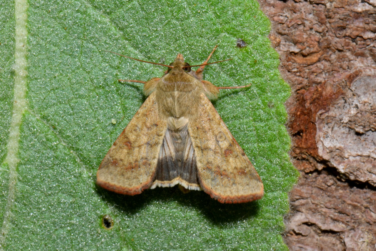 Helicoverpa armigera (Hübner, 1808) - Noctuelle de la Tomate, Armigère