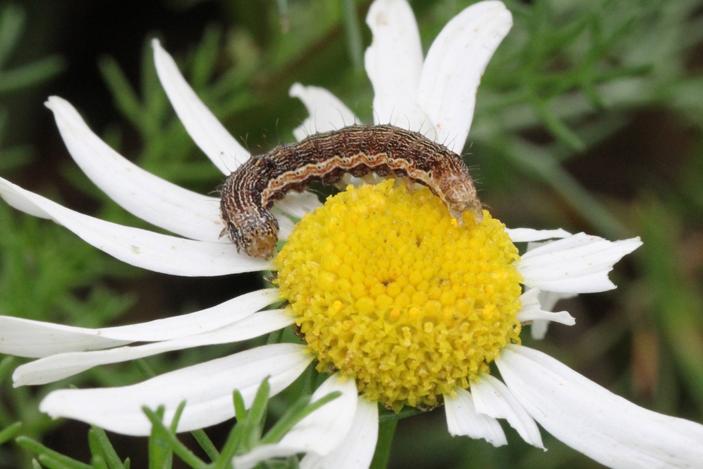 Helicoverpa armigera (Hübner, 1808) - Noctuelle de la Tomate, Armigère (chenille)