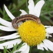 Helicoverpa armigera (Hübner, 1808) - Noctuelle de la Tomate, Armigère (chenille)