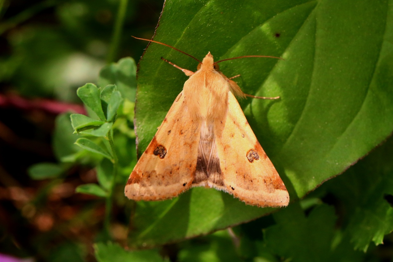 Heliothis peltigera (Denis & Schiffermüller, 1775) - Noctuelle peltigère