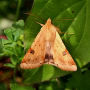 Heliothis peltigera (Denis & Schiffermüller, 1775) - Noctuelle peltigère