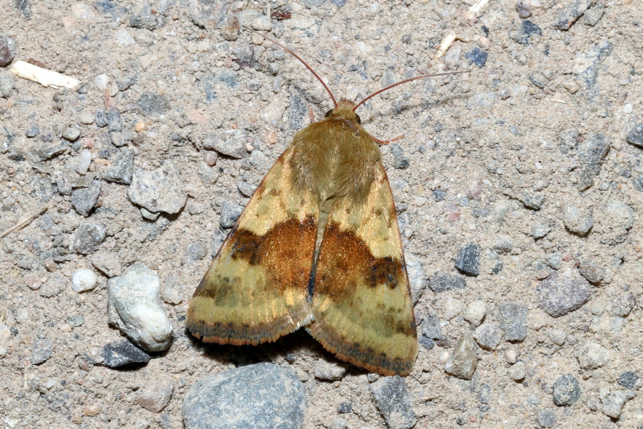 Heliothis viriplaca (Hufnagel, 1766) - Noctuelle de la Cardère