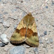 Heliothis viriplaca (Hufnagel, 1766) - Noctuelle de la Cardère