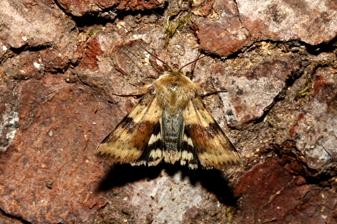 Heliothis viriplaca (Hufnagel, 1766) - Noctuelle de la Cardère 