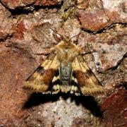 Heliothis viriplaca (Hufnagel, 1766) - Noctuelle de la Cardère 