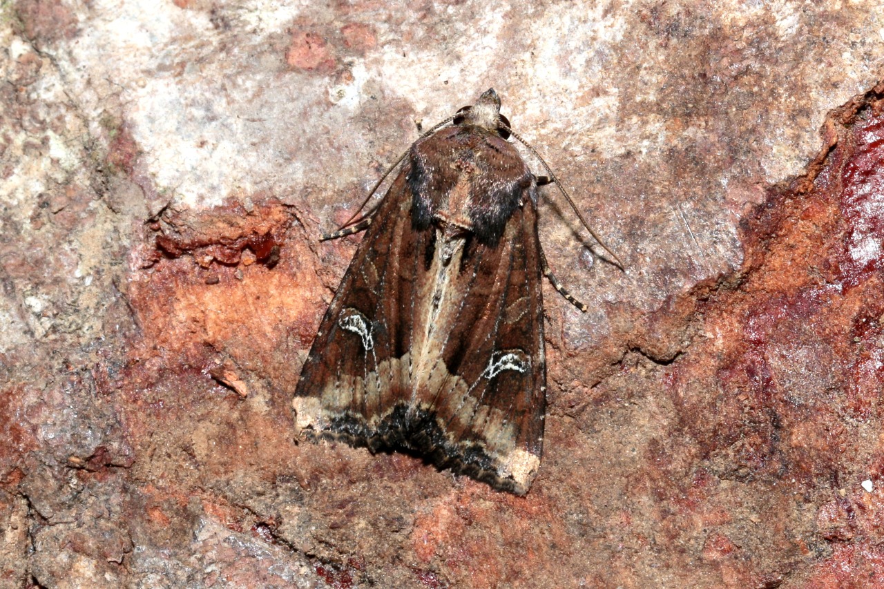 Helotropha leucostigma (Hübner, 1808) - Noctuelle de l'Iris