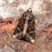 Helotropha leucostigma (Hübner, 1808) - Noctuelle de l'Iris