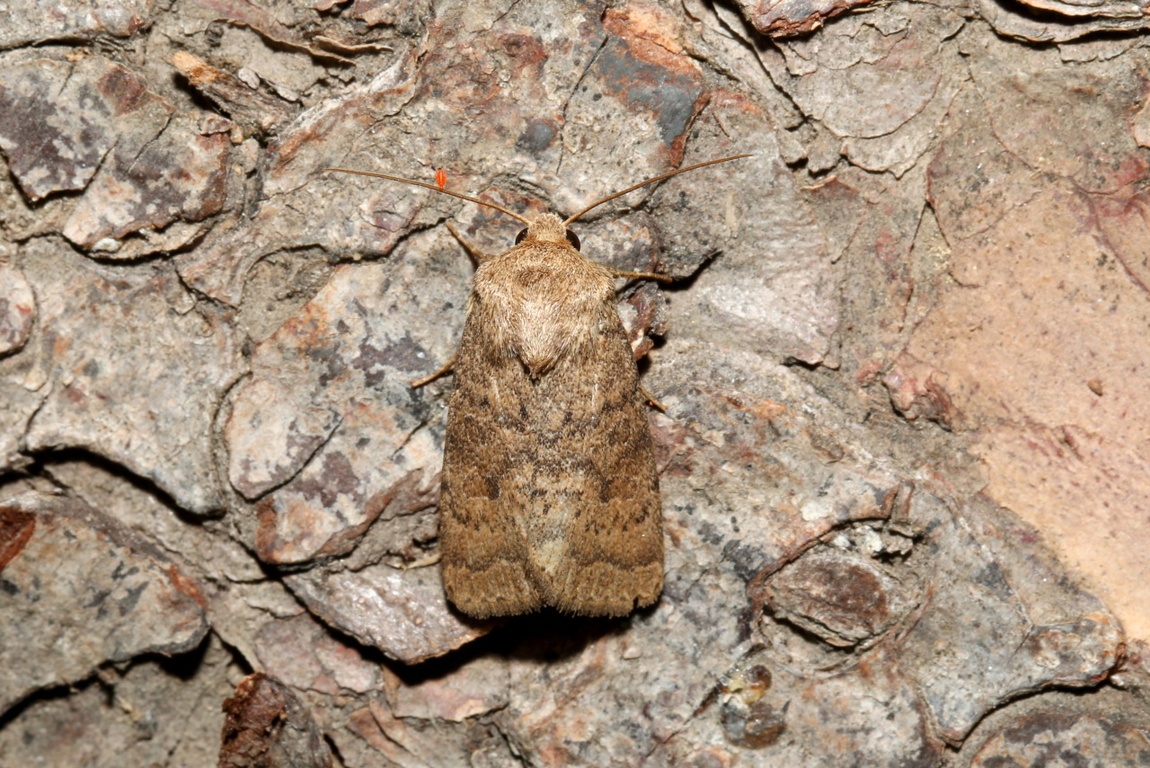 Hoplodrina octogenaria (Goeze, 1781) - Noctuelle de la Morgeline