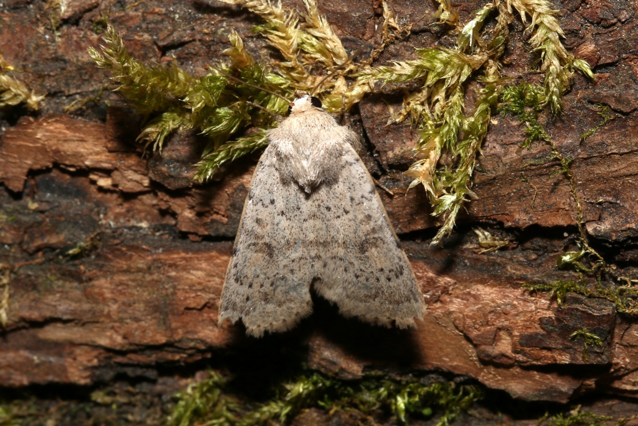 Hoplodrina respersa (Denis & Schiffermüller, 1775) - Noctuelle arrosée